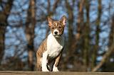 BASENJI 132